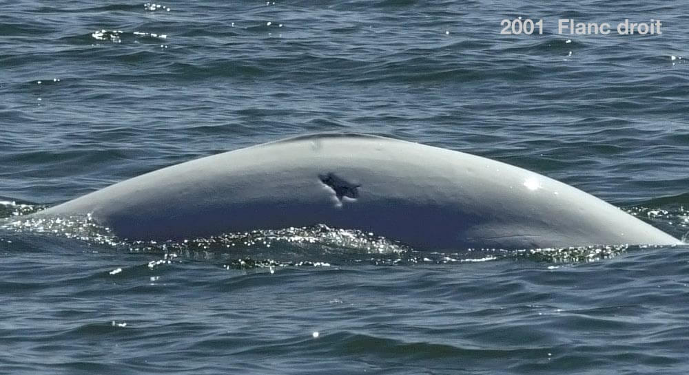 Patte d&rsquo;Oie (1970-2010)