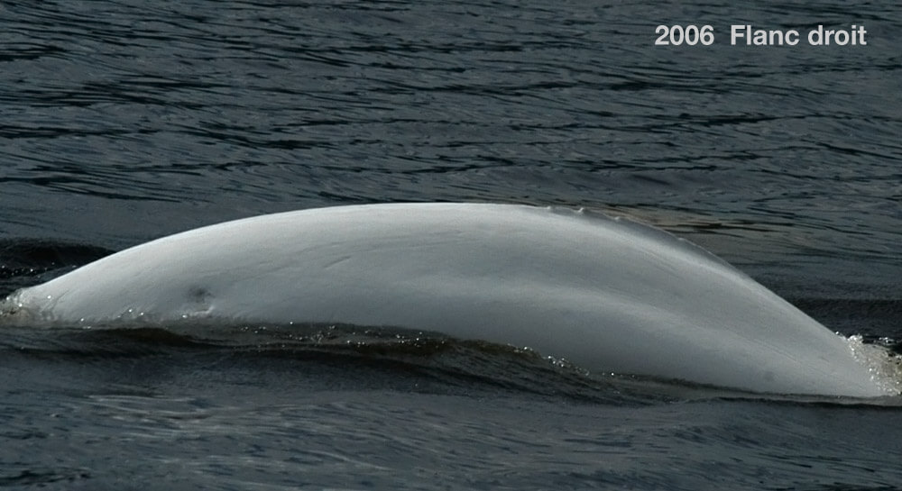 DL0370